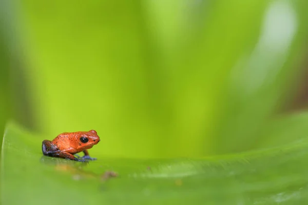 Red Poison Dart Frog Oophaga Pumilio Hermosa Rana Patas Azules —  Fotos de Stock