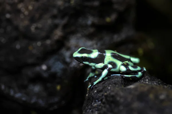 Dart Poison Frog Dendrobates Auratus Зеленая Черная Лягушка Леса Cental — стоковое фото