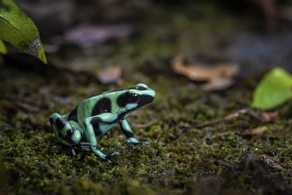 Dart Zaparo Dendrobates Auratus Zielone Czarne Żaba Lasu Centrum Miejscowości — Zdjęcie stockowe