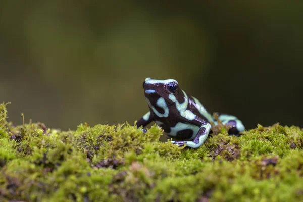 箭毒青蛙 Dendrobates 绿色和黑青蛙从中央美国森林 哥斯达黎加 — 图库照片