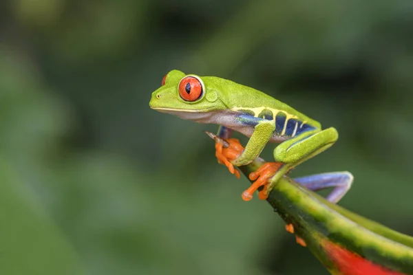 红眼树蛙 Agalychnis Callidryas 美丽多彩从标志性到中美洲森林 哥斯达黎加 — 图库照片