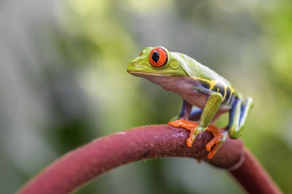 红眼树蛙 Agalychnis Callidryas 美丽多彩从标志性到中美洲森林 哥斯达黎加 — 图库照片