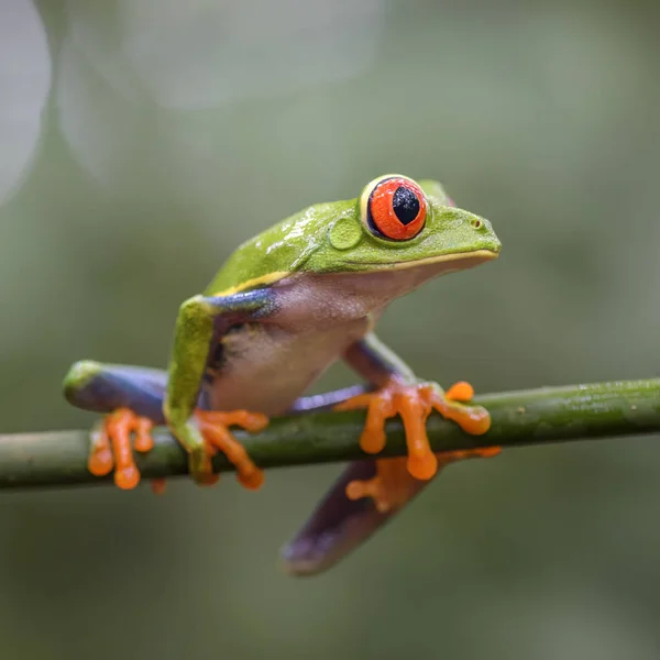 Bıkkın Ağaç Kurbağası Amfibi Callidryas Güzel Renkli Ikonik Üzerinden Orta — Stok fotoğraf