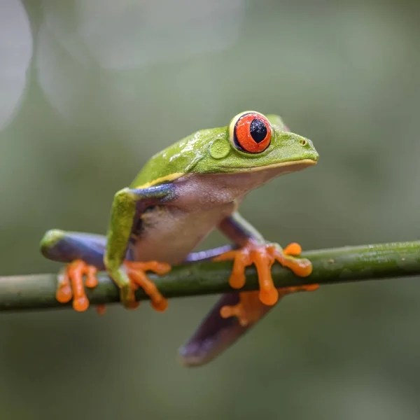 アカメアマガエル写真素材 ロイヤリティフリーアカメアマガエル画像 Depositphotos アカメアマガエル写真素材 ロイヤリティフリーアカメアマガエル画像 Depositphotos