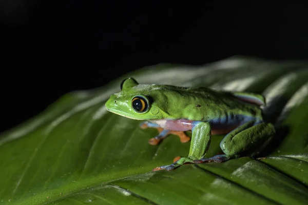 Rana Arborícola Cara Azul Agalychnis Annae Foto Nocturna Hermosos Colores —  Fotos de Stock