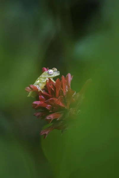 Sapo Teia Vermelha Hypsiboas Rufitelus Belo Sapo Verde Das Florestas — Fotografia de Stock