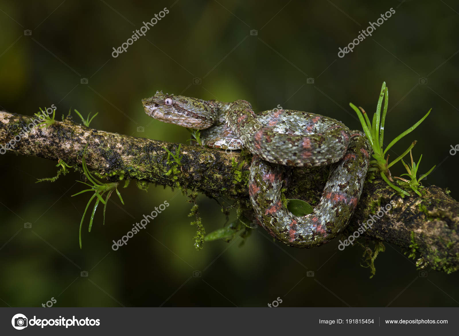 Eyelash Viper Bothriechis Schlegelii Beautiful Colored Venomous Pit Viper Central Stock Photo C Dhdeposit18 191815454 Describing viper central as a bluegrass band is like describing frank sinatra as a singer. https depositphotos com 191815454 stock photo eyelash viper bothriechis schlegelii beautiful html
