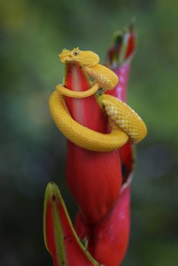 Kirpik Viper - Bothriechis schlegelii, Orta Amerika ormanlarından güzel renkli zehirli çukur engereği, Kosta Rika