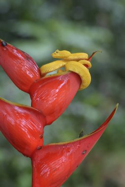 Kirpik Viper - Bothriechis schlegelii, Orta Amerika ormanlarından güzel renkli zehirli çukur engereği, Kosta Rika