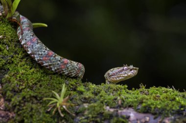 Kirpik Viper - Bothriechis schlegelii, Orta Amerika ormanlarından güzel renkli zehirli çukur engereği, Kosta Rika