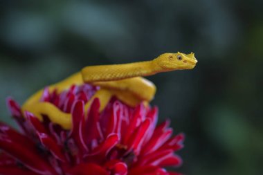 Kirpik Viper - Bothriechis schlegelii, Orta Amerika ormanlarından güzel renkli zehirli çukur engereği, Kosta Rika