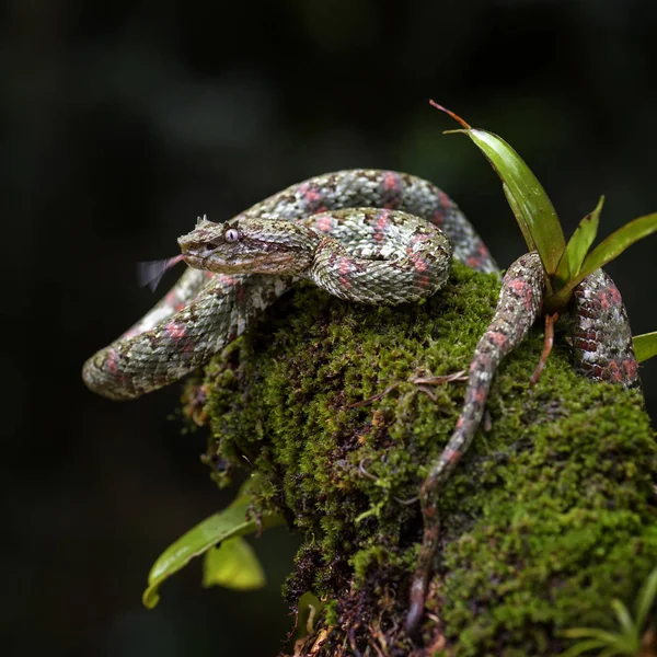 Kirpik Viper - Bothriechis schlegelii, Orta Amerika ormanlarından güzel renkli zehirli çukur engereği, Kosta Rika