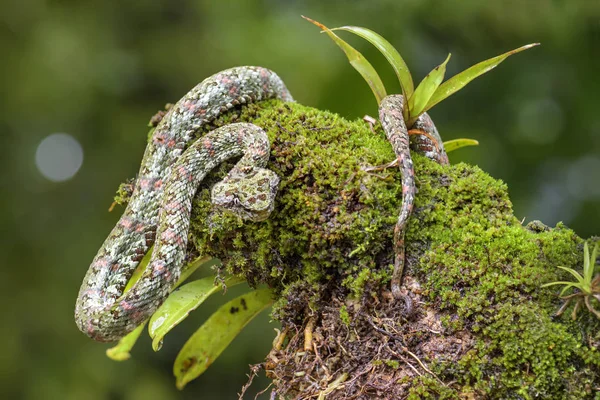 Kirpik Viper - Bothriechis schlegelii, Orta Amerika ormanlarından güzel renkli zehirli çukur engereği, Kosta Rika