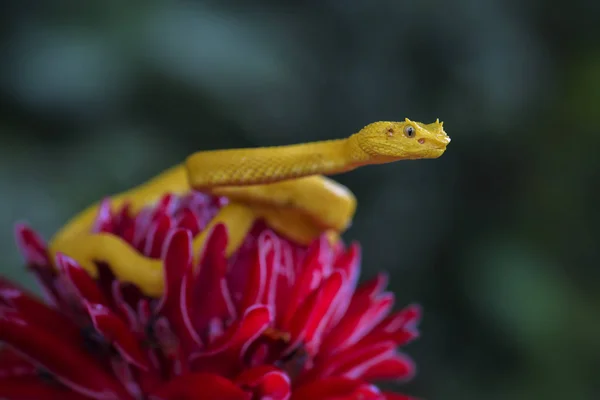 Kirpik Viper Bothriechis Schlegelii Orta Amerika Ormanlarından Güzel Renkli Zehirli — Stok fotoğraf