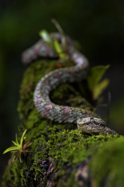 Eyelash Viper Bothriechis Schlegelii Όμορφο Χρώμα Δηλητηριώδη Οχιά Λάκκο Από — Φωτογραφία Αρχείου