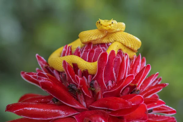 Eyelash Viper - Bothriechis schlegelii, beautiful colored venomous pit viper from Central America forests, Costa Rica