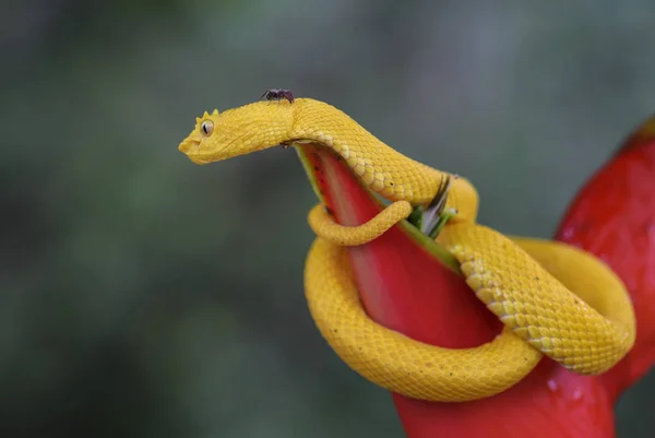 Eyelash Viper Bothriechis Schlegelii 코스타리카 중앙아메리카 숲에서 발견되는 아름다운 색깔의 — 스톡 사진