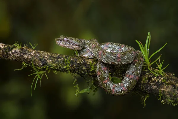 Kirpik Viper - Bothriechis schlegelii, Orta Amerika ormanlarından güzel renkli zehirli çukur engereği, Kosta Rika