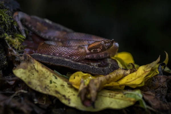 Yağmur Ormanı Hognosed Kesimlerinde Bulunan Çukur Engerek Porthidium Nasutum Orta — Stok fotoğraf