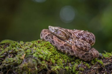 Fer-de-lance - Bothrops atrox, dangerous venomous pit viper from Central America forests, Costa Rica. clipart
