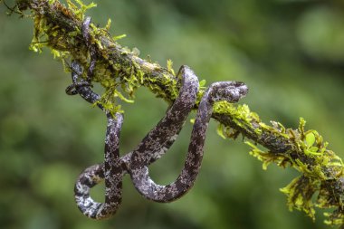 Bulutlu yılan - Sibon nebulatus, Orta Amerika orman, Kosta Rika güzel küçük sigara venoumous yılan.
