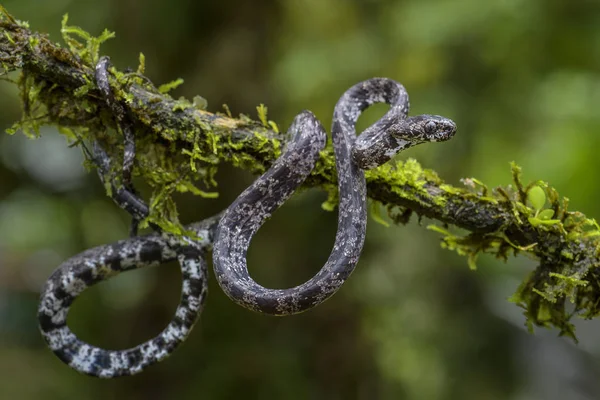 Clouded Snake Sibon Nebulatus Beautiful Small Non Venoumous Snake Central — Stock Photo, Image