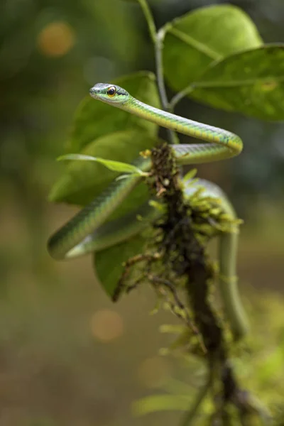 Cope Short Nosed Vine Snake Oxybelis Brevirostris Bela Pequena Cobra — Fotografia de Stock