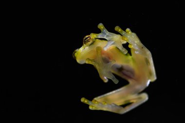 Retiküle cam Frog - Hyalinobatrachium valerioi, Orta Amerika ormanları, Kosta Rika güzel küçük yeşil ve sarı kurbağa.