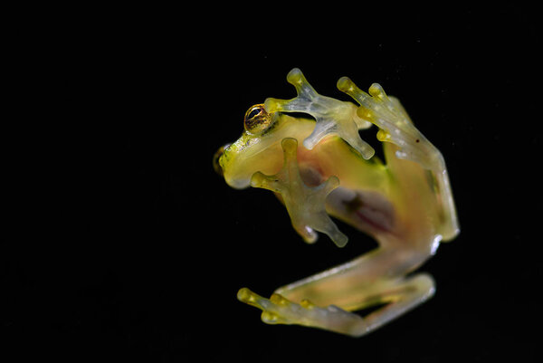 Reticulated Glass Frog - Hyalinobatrachium valerioi, красивая маленькая зеленая и желтая лягушка из Центральной Америки forests, Коста-Рика
.