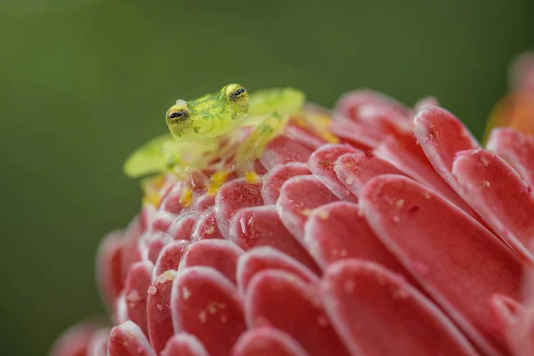 Retiküle Cam Frog Hyalinobatrachium Valerioi Orta Amerika Ormanları Kosta Rika — Stok fotoğraf