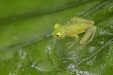 Fleischmann'ın cam Frog - Hyalinobatrachium fleischmanni, Orta Amerika ormanları, Kosta Rika güzel küçük yeşil ve sarı kurbağa.