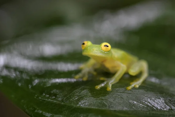 フライシュマンのガラスのカエル Hyalinobatrachium Fleischmanni 中央アメリカ森林 コスタリカから美しい小さな緑と黄色のカエル — ストック写真