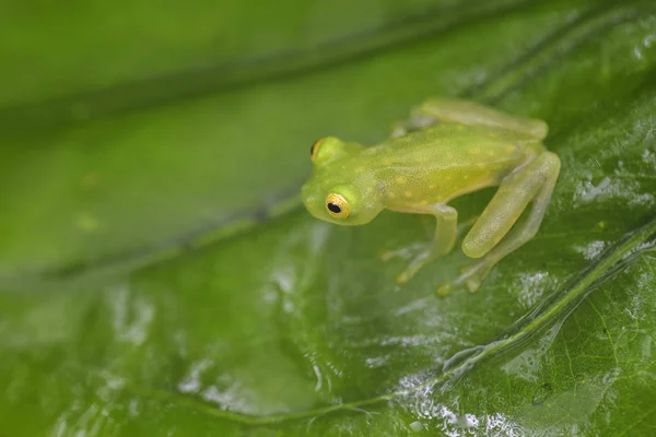 Fleischmann'ın cam Frog - Hyalinobatrachium fleischmanni, Orta Amerika ormanları, Kosta Rika güzel küçük yeşil ve sarı kurbağa.