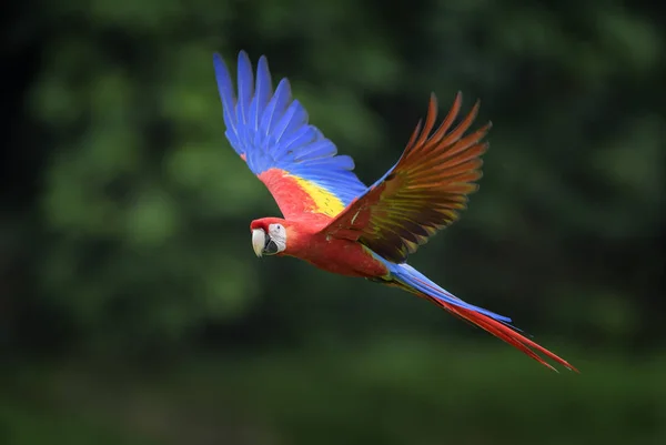 Guacamayo Escarlata Ara Macao Gran Hermoso Loro Colorido Los Bosques —  Fotos de Stock