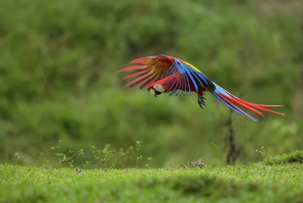 Guacamayo Escarlata Ara Macao Gran Hermoso Loro Colorido Los Bosques — Foto de Stock