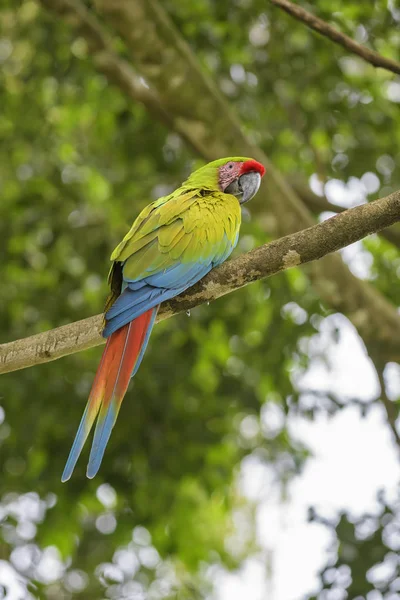 Grande Arara Verde Ara Ambigua Grande Papagaio Verde Bonito América — Fotografia de Stock