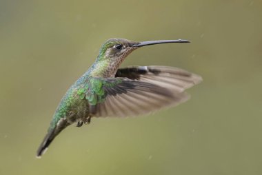 Muhteşem sinek kuşu - Eugenes fulgens, Orta Amerika ormanları, Kosta Rika dan güzel renkli sinek kuşu.
