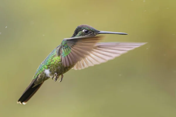 Magnífico Colibrí Eugenes Fulgens Hermoso Colibrí Colorido Los Bosques Centroamérica — Foto de Stock