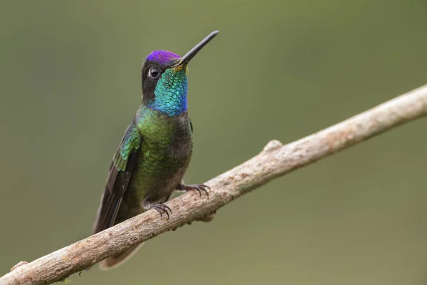 Magnífico Colibrí Eugenes Fulgens Hermoso Colibrí Colorido Los Bosques Centroamérica —  Fotos de Stock