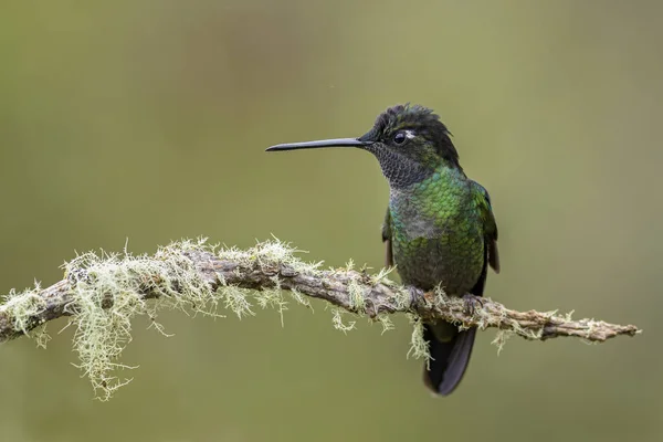 Magnifika Hummingbird Eugenes Fulgens Vacker Färgglad Kolibri Från Centralamerika Skogar — Stockfoto