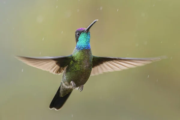 Magnificent Hummingbird Eugenes Fulgens Beautiful Colorful Hummingbird Central America Forests — Stock Photo, Image