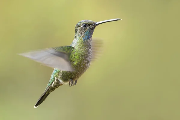 Magnífico Colibrí Eugenes Fulgens Hermoso Colibrí Colorido Los Bosques Centroamérica — Foto de Stock