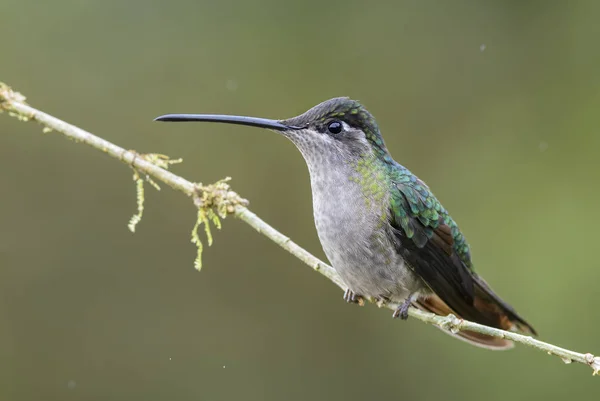 Magnificent Hummingbird Eugenes Fulgens Beautiful Colorful Hummingbird Central America Forests — Stock Photo, Image