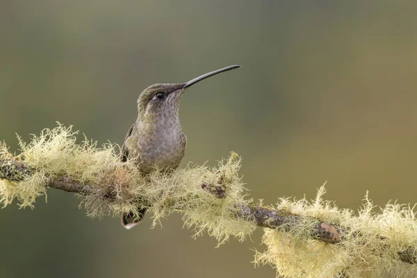 Magnificent Hummingbird - Eugenes fulgens, beautiful colorful  hummingbird from Central America forests, Costa Rica.