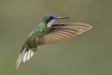 Değişken dağ-gem - Lampornis castaneoventris, Orta Amerika ormanları, Kosta Rika dan güzel renkli sinek kuşu.