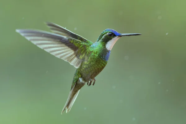 Gema Montanha Variável Lampornis Castaneoventris Belo Beija Flor Colorido América — Fotografia de Stock