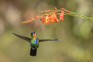 Ateşli boğazlı sinek kuşu - Panterpe insignis, Orta Amerika ormanları, Kosta Rika dan güzel renkli sinek kuşu.