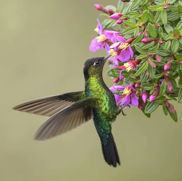 Ognisty Throated Hummingbird Panterpe Insignis Koliberek Kolorowy Lasów Środkowy Ameryka — Zdjęcie stockowe