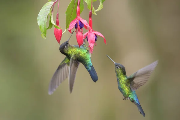 Ohnivý Throated Hummingbird Panterpe Insignis Krásné Barevné Kolibřík Lesů Střední — Stock fotografie