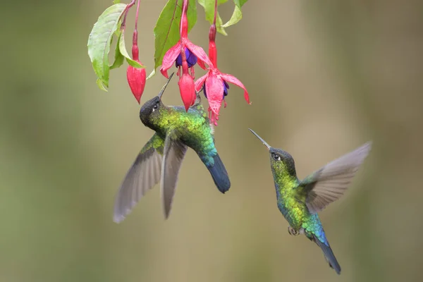 Вогняний Серпокрилець Колібрі Panterpe Insignis Красива Барвиста Колібрі Лісів Центральної — стокове фото